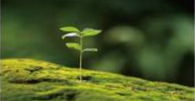 Environment